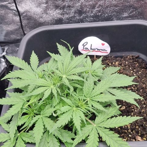 Paloma growlog timeline photo