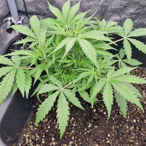 Paloma growlog timeline photo