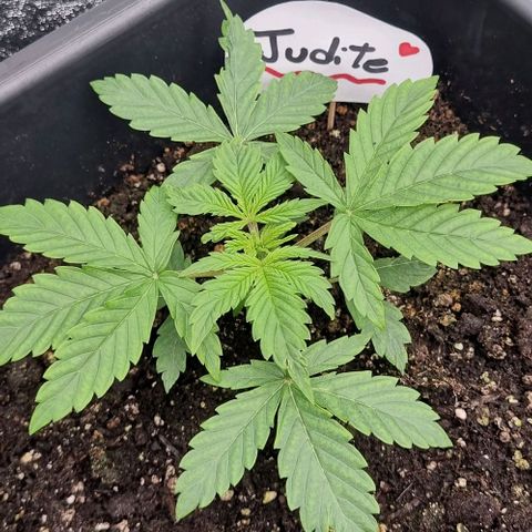 Judite growlog timeline photo