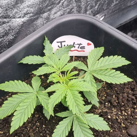 Judite growlog timeline photo