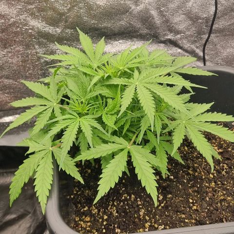 Paloma growlog timeline photo
