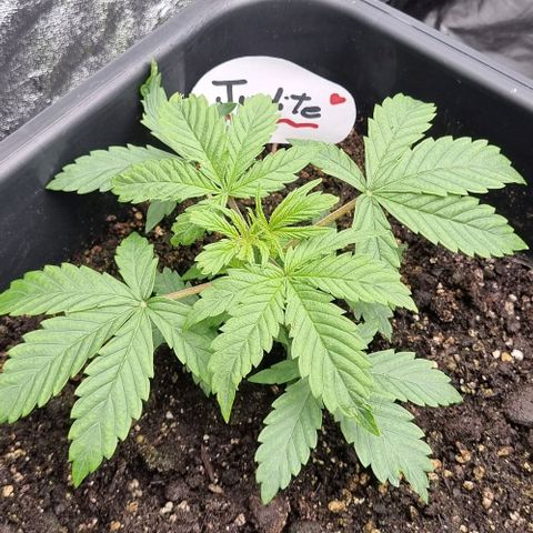 Judite growlog timeline photo