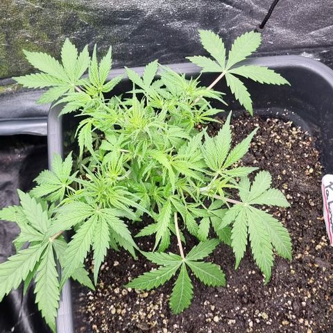 Paloma growlog timeline photo