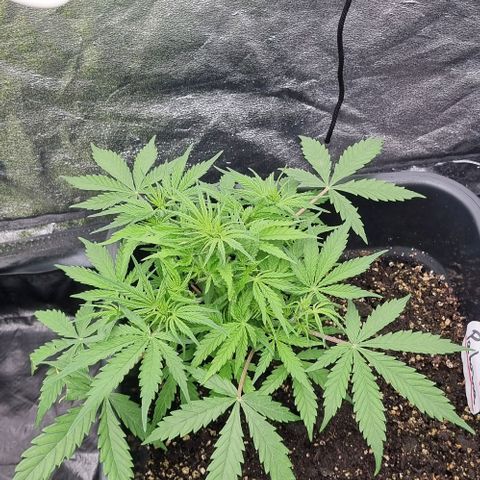 Paloma growlog timeline photo