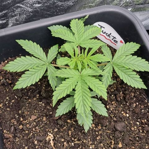 Judite growlog timeline photo