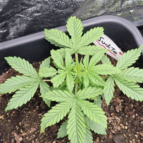 Judite growlog timeline photo