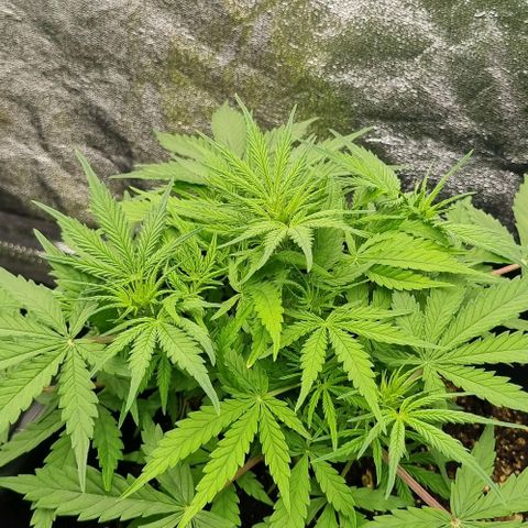 Paloma growlog timeline photo