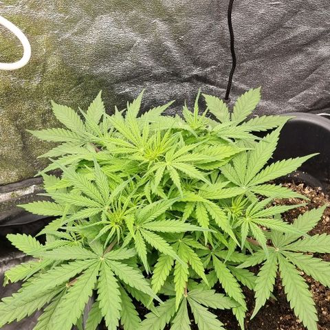 Paloma growlog timeline photo