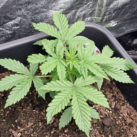 Judite growlog timeline photo