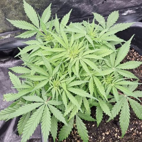 Paloma growlog timeline photo