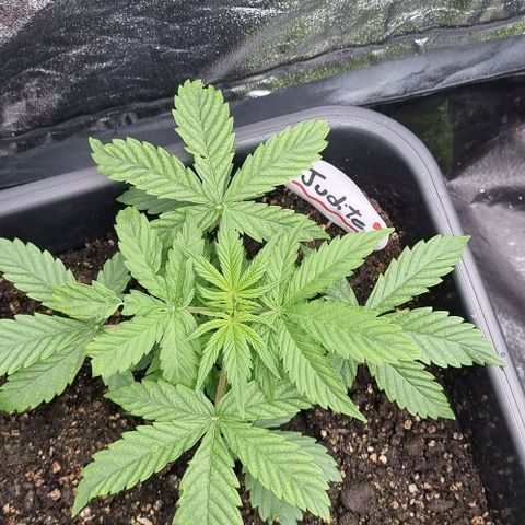 Judite growlog timeline photo
