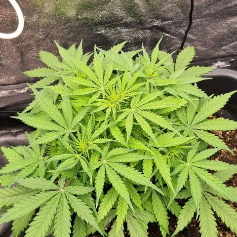 Paloma growlog timeline photo