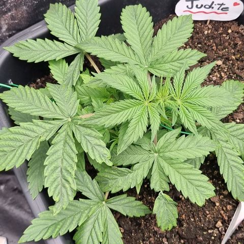 Judite growlog timeline photo
