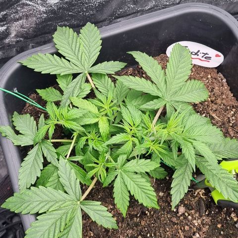 Judite growlog timeline photo