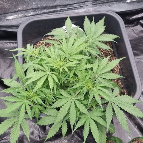 Paloma growlog timeline photo