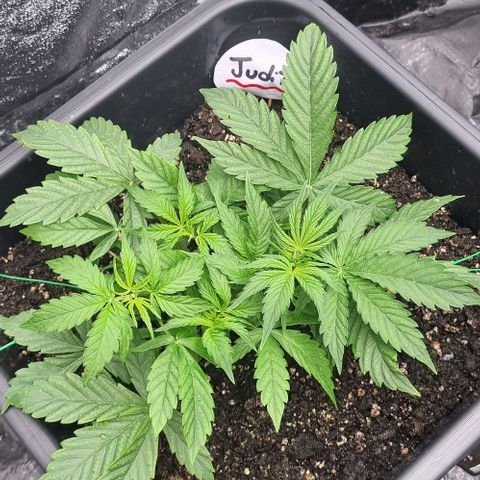 Judite growlog timeline photo