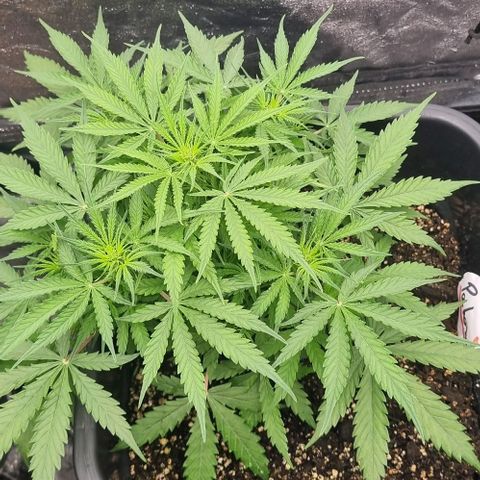 Paloma growlog timeline photo