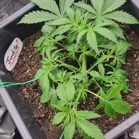 Judite growlog timeline photo