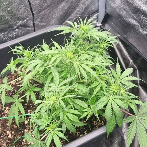 Paloma growlog timeline photo
