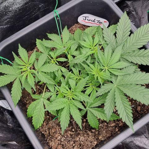 Judite growlog timeline photo
