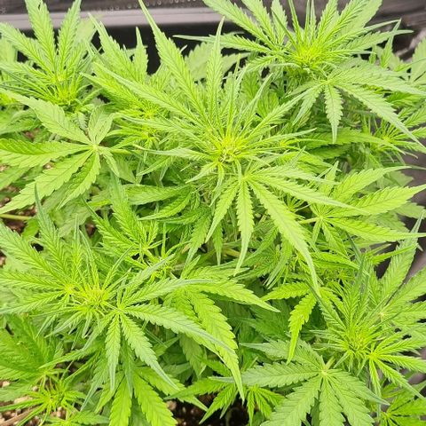 Paloma growlog timeline photo