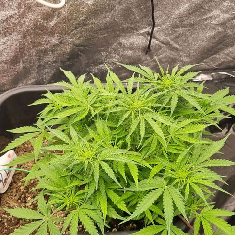 Paloma growlog timeline photo