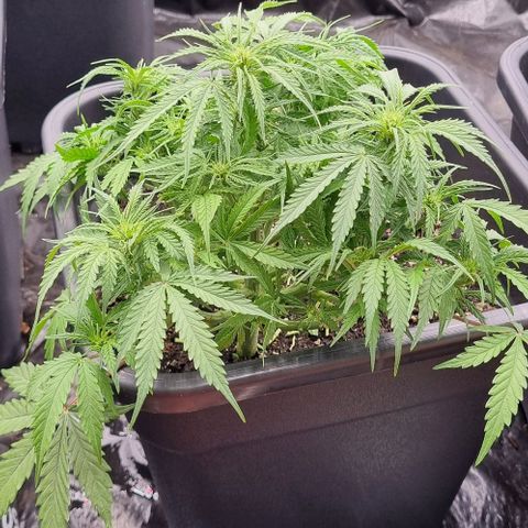 Paloma growlog timeline photo