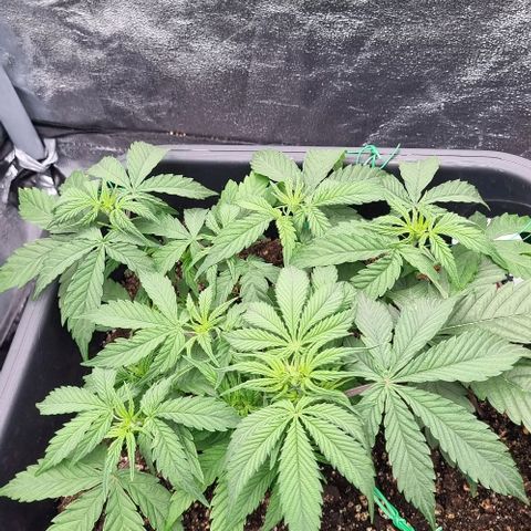 Judite growlog timeline photo