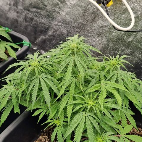 Paloma growlog timeline photo