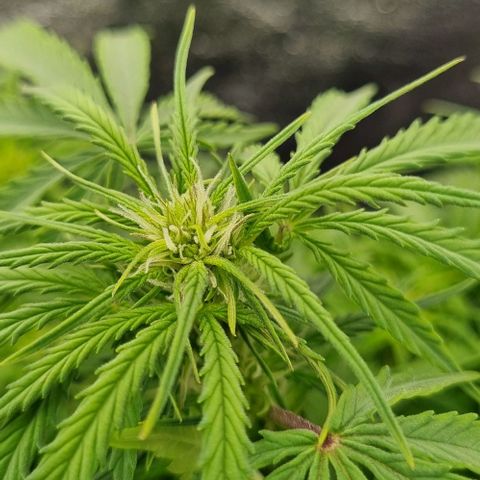 Paloma growlog timeline photo