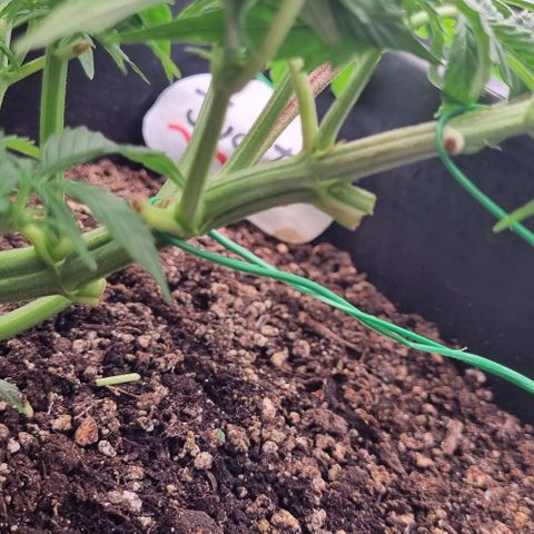 Judite growlog timeline photo