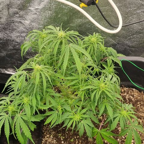 Paloma growlog timeline photo