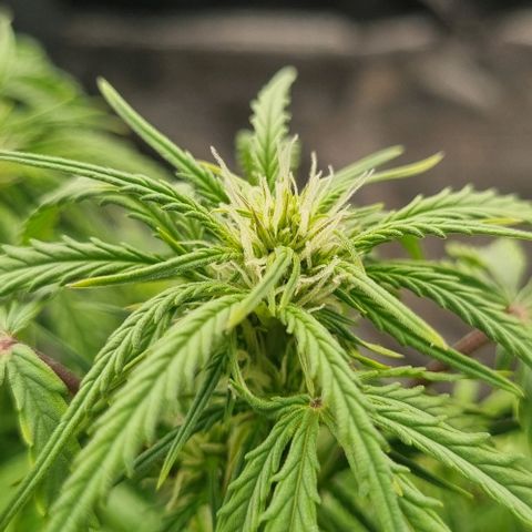 Paloma growlog timeline photo
