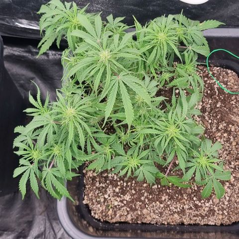 Paloma growlog timeline photo
