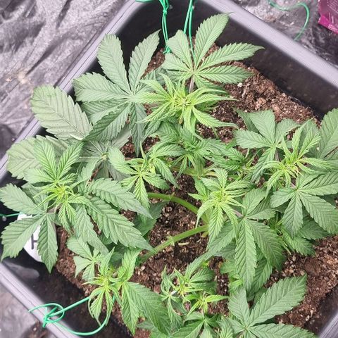 Judite growlog timeline photo