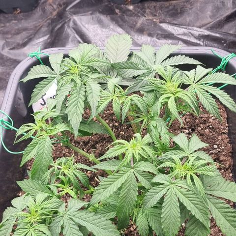 Judite growlog timeline photo