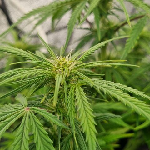 Paloma growlog timeline photo