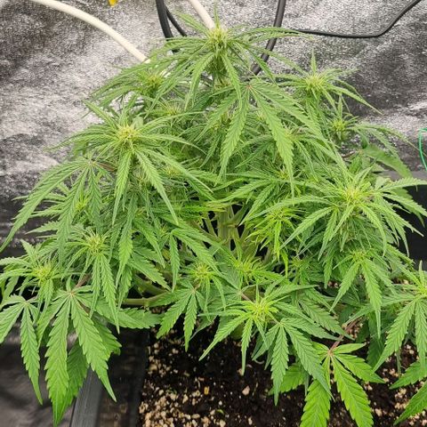Paloma growlog timeline photo