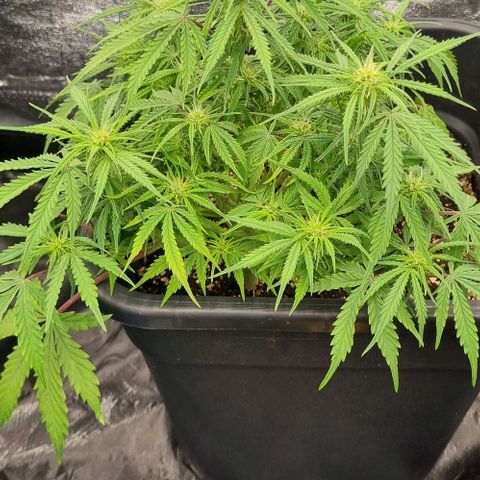 Paloma growlog timeline photo