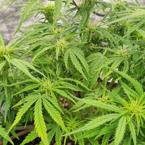 Paloma growlog timeline photo