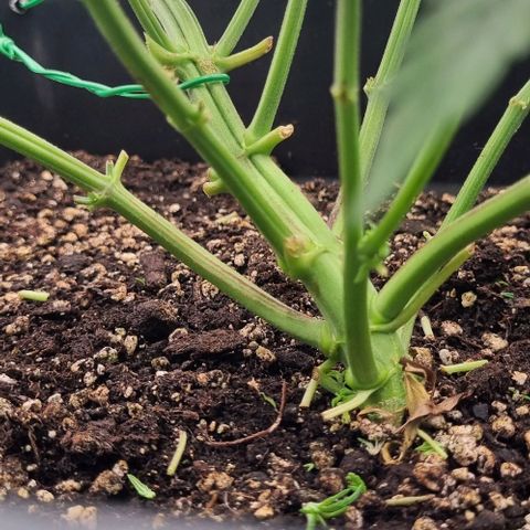 Judite growlog timeline photo