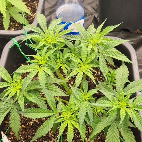 Judite growlog timeline photo