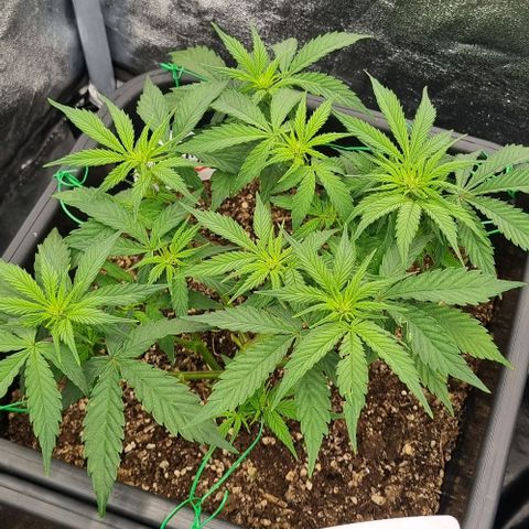 Judite growlog timeline photo