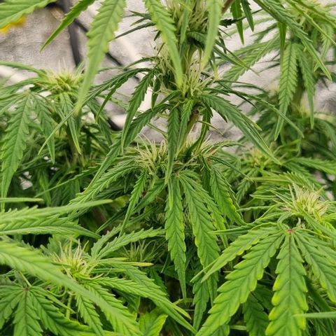 Paloma growlog timeline photo