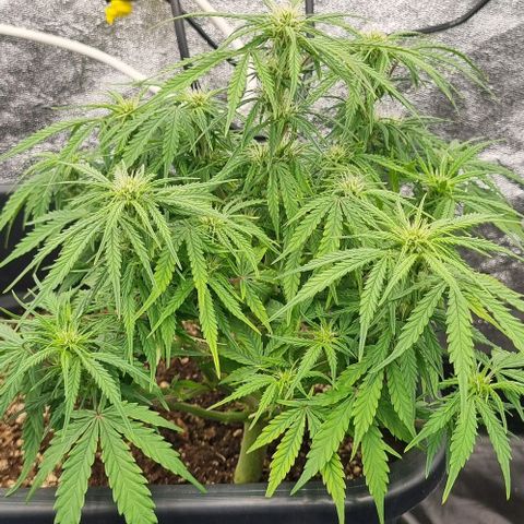 Paloma growlog timeline photo