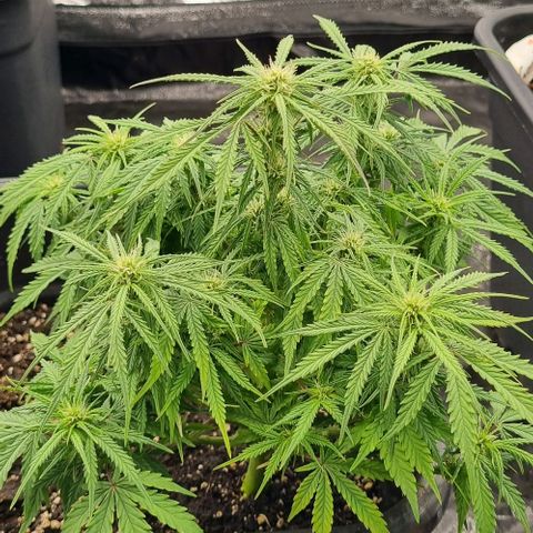 Paloma growlog timeline photo
