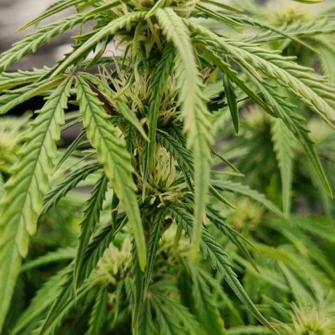 Paloma growlog timeline photo
