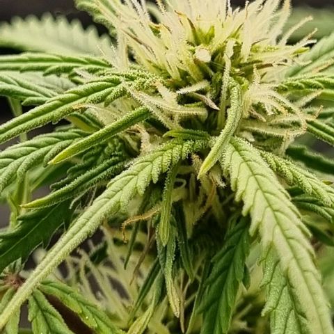 Paloma growlog timeline photo