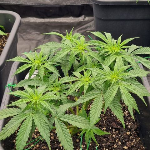 Judite growlog timeline photo