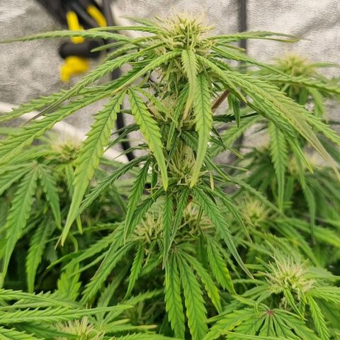 Paloma growlog timeline photo